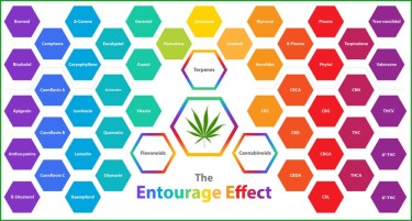 entourage effect over THC alone