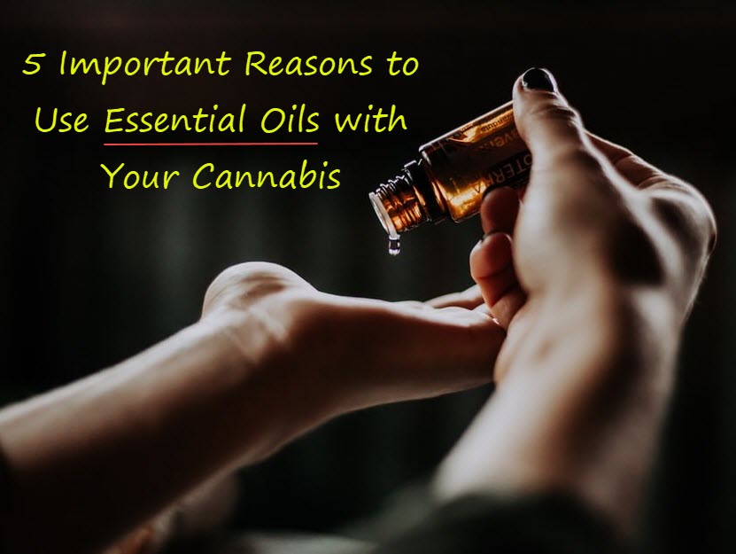 MIXING ESSENTIAL OILS WITH CANNABIS OIL