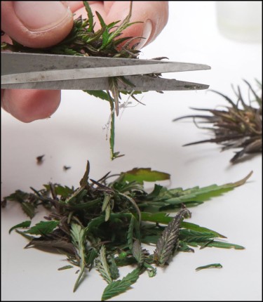 thc extraction from marijuana plant trim