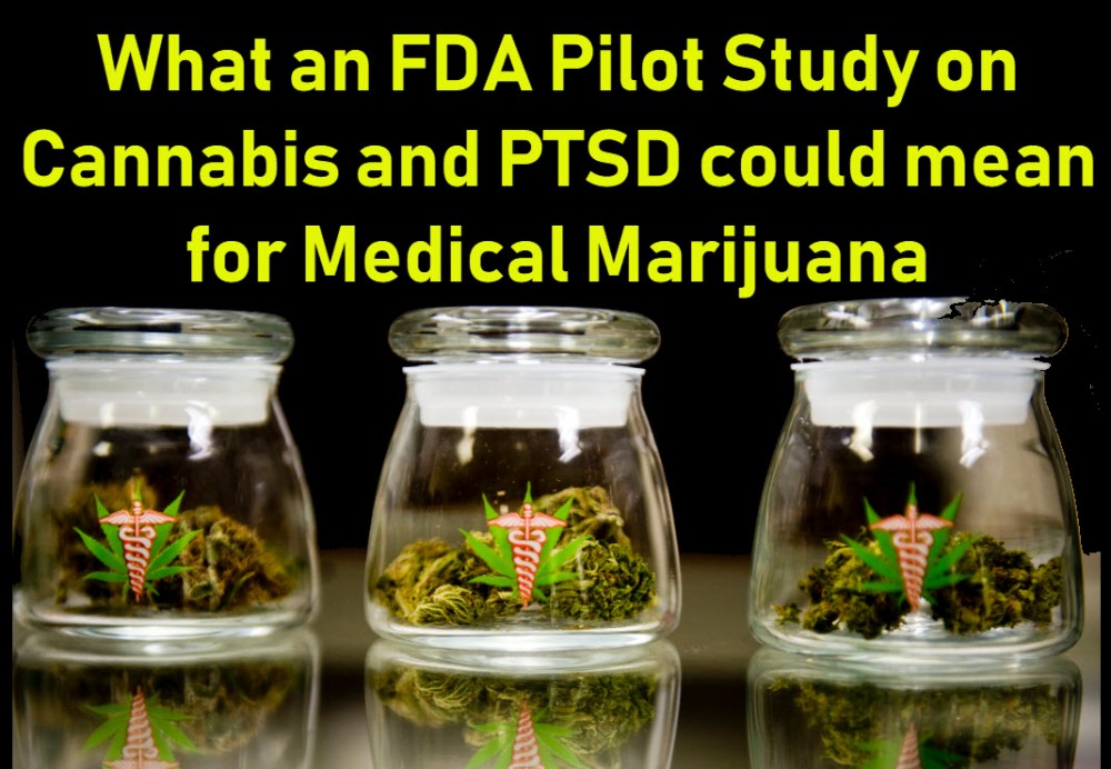 ptsd and cannabis and the MAPS study