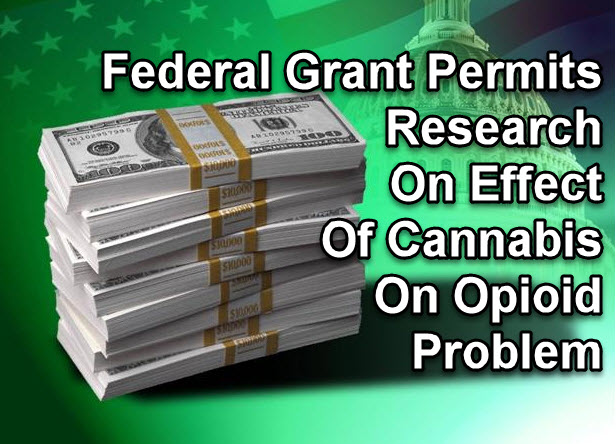 FEDERAL GRANT FOR CANANBIS OPIATE RESEARCH