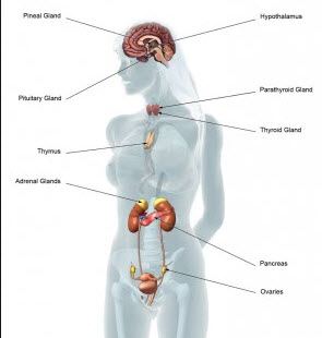 female cannabis body