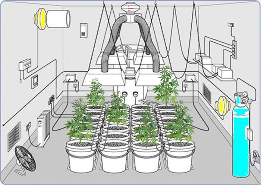 first cannabis grow room setup