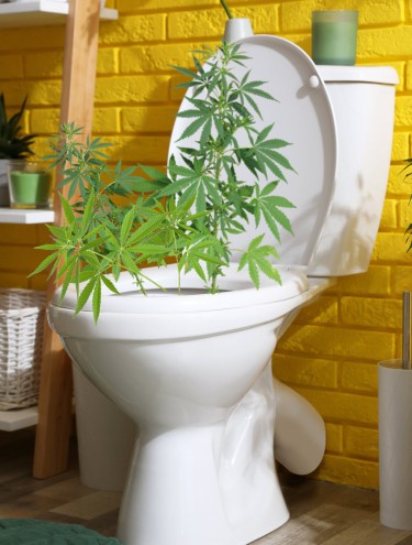 flush your plants