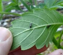 fungus gnats