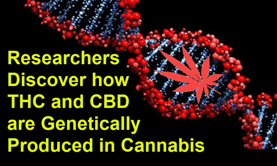 cannabis genetics