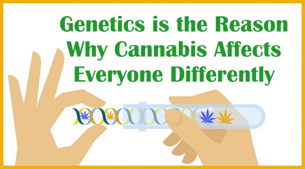 YOUR GENETICS AND CANNABIS AFFECTS
