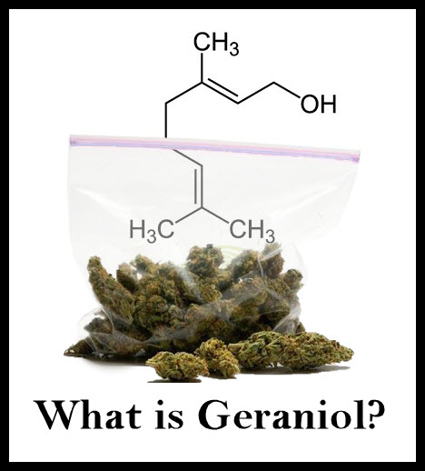 geraniol terpene