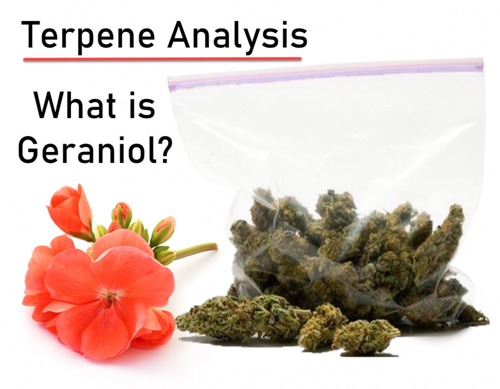 GERANIOL TERPENE ANALYSIS