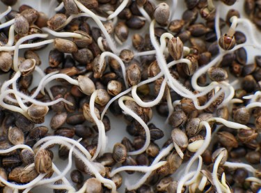 best way to germinate cannabis seeds