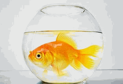 LIFE IN A GOLDFISH BOWL STRESS