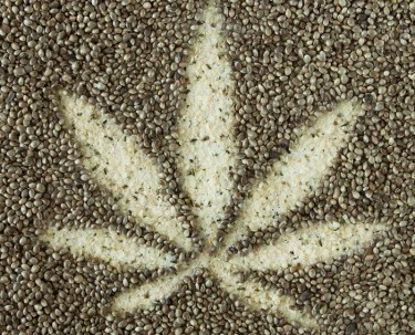 guide to cannabis seeds