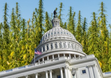government shuts down weed industry