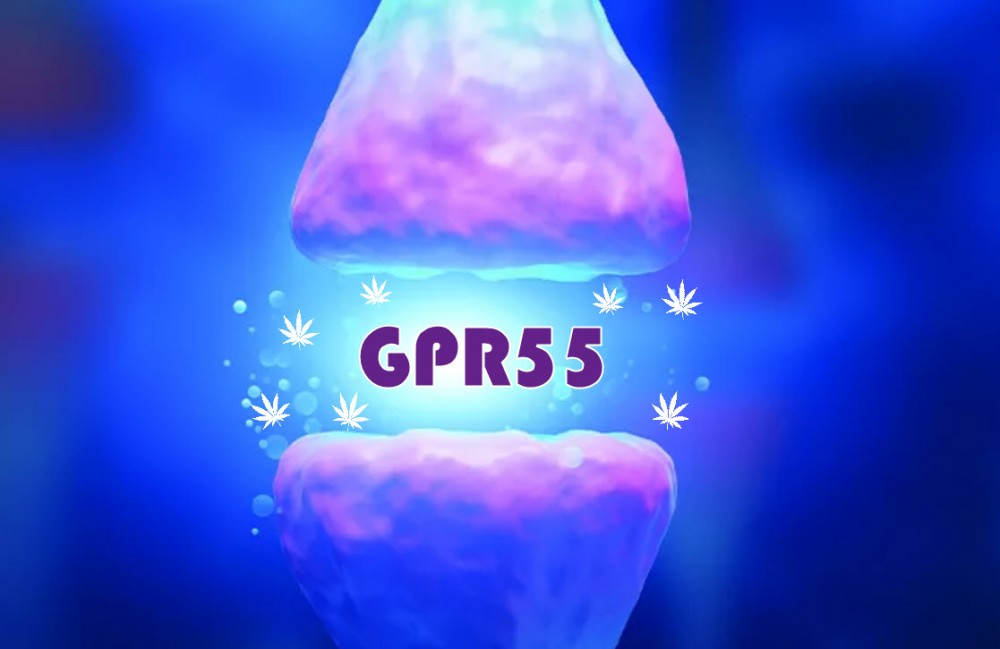 gpr55 cannabinoid receptor