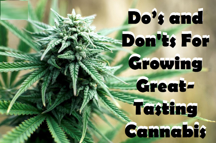 GREAT TASTING CANNABIS