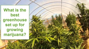 BEST WAY TO SET UP A GREENHOUSE FOR MARIJUANA