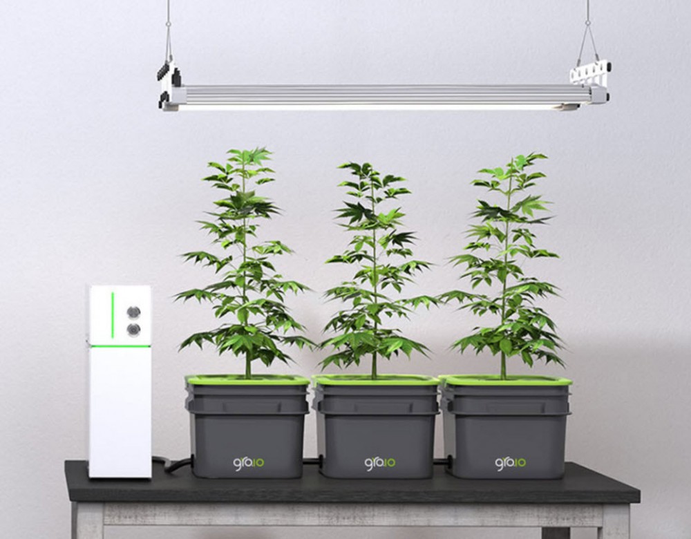 growing weed at home