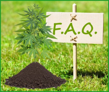 growing weed faq