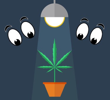 growing cannabis illegally