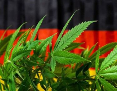 growing marijuana outdoors in Germany