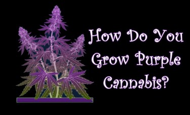 HOW DO YOU GROW PUPRLE CANNABIS BUDS