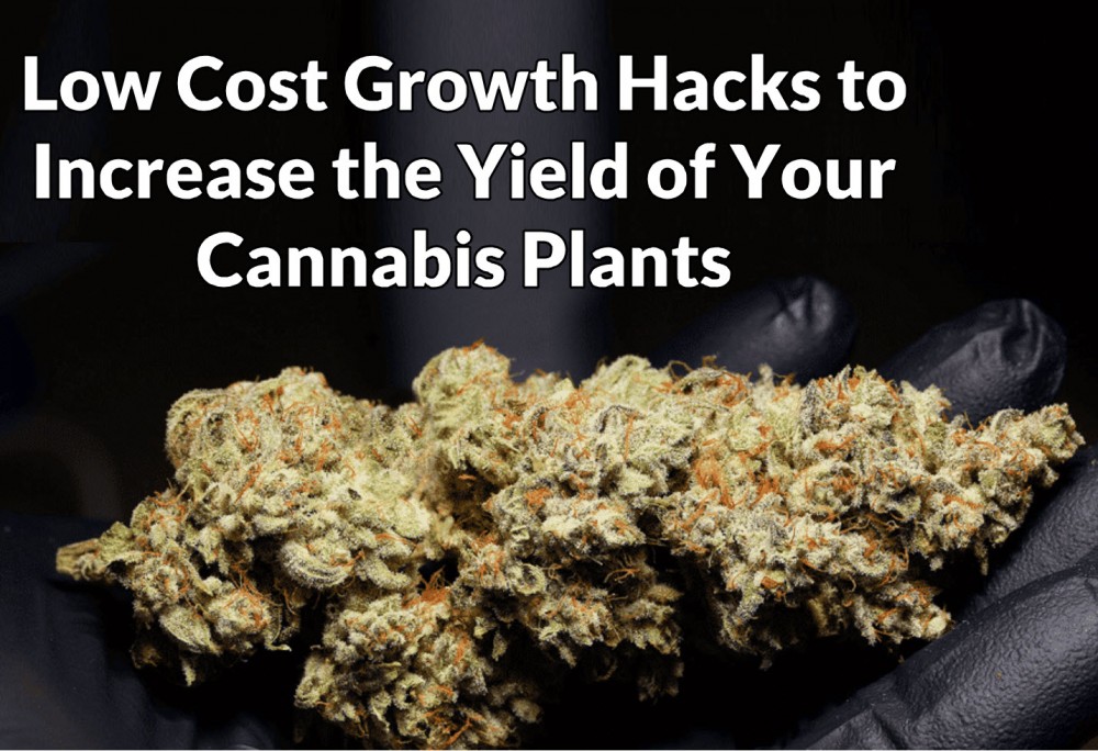 GROWTH HACKS FOR WEED