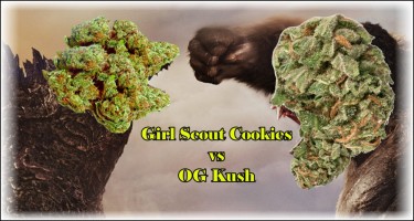 GSC COOKIES AGAINST OG KUSH