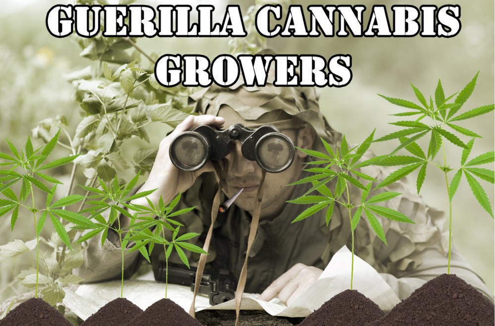 GUERILLA CANNABIS GROWERS ON PEOPLES LAND