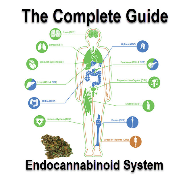 endocannabinoid system