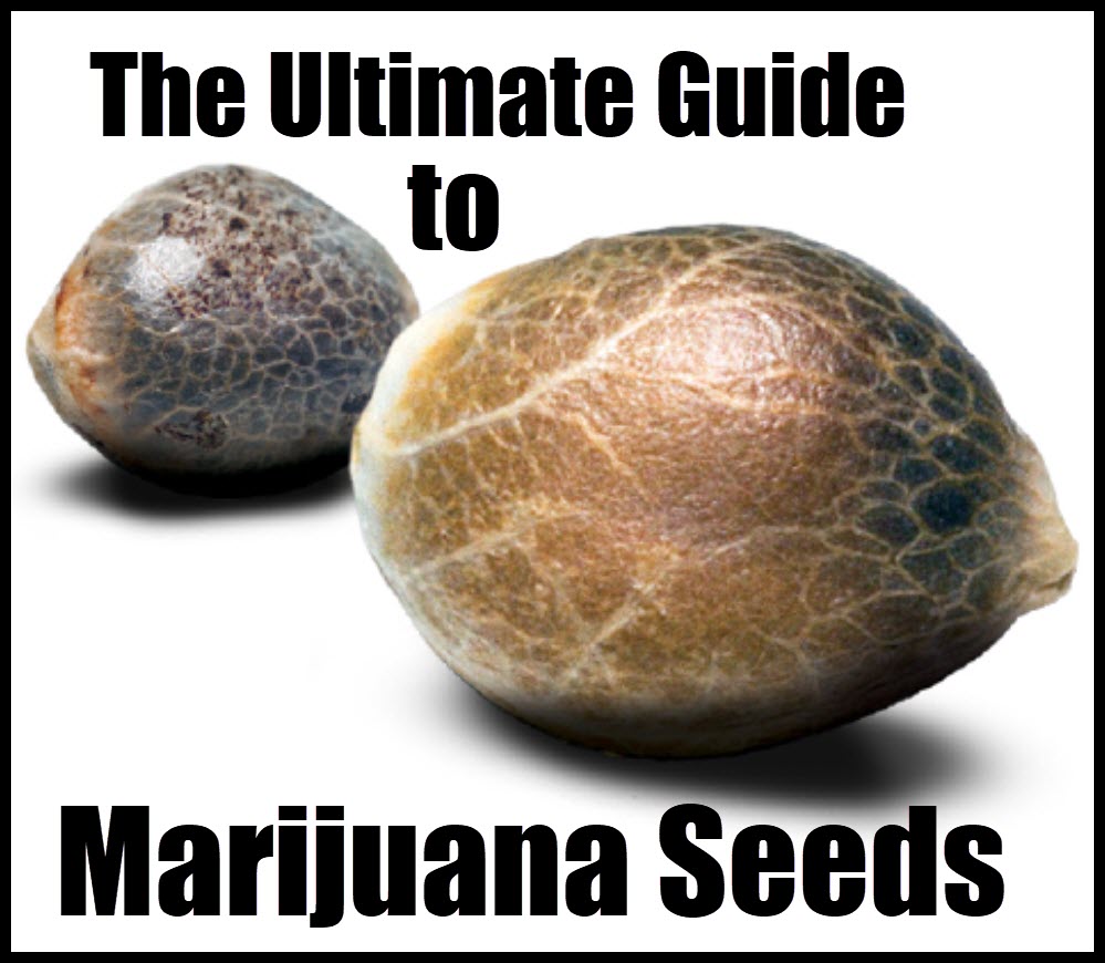GUIDE TO MARIJUANA SEEDS ONLINE AND IN EUROPE
