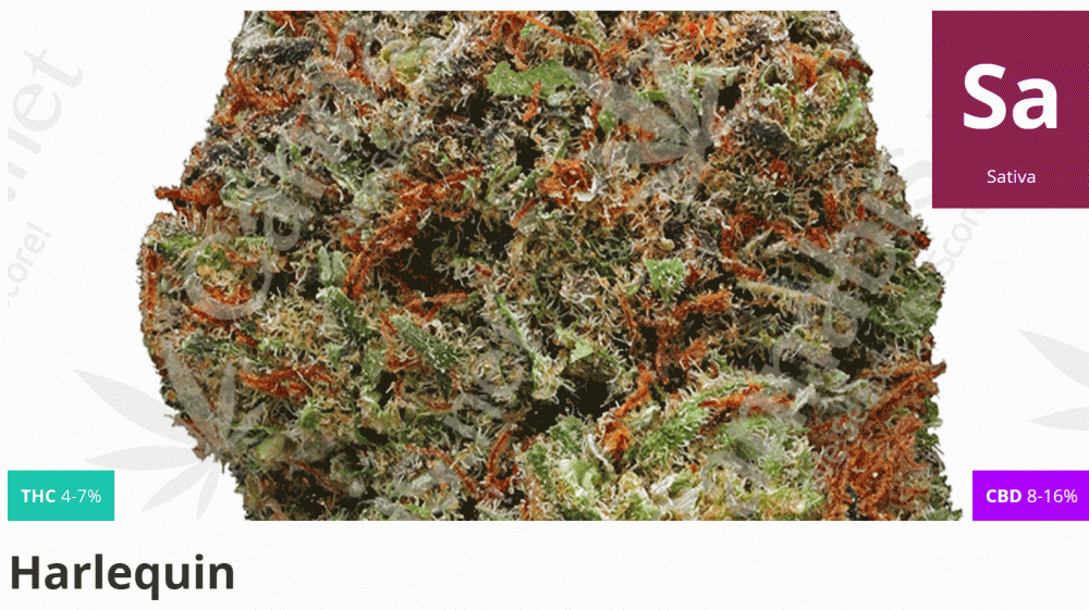 harlequin cannabis strain