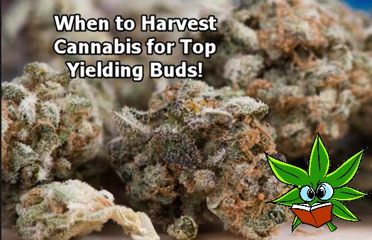 WHEN DO YOU PICKS YOUR CANNABIS BUDS FOR HARVEST