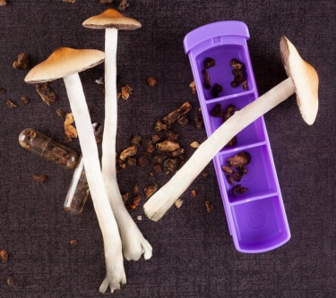 health benefits of medicinal mushrooms