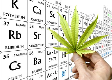 heavy metals in cannabis