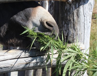 hemp biomass for farm animals