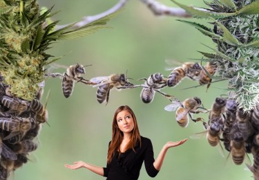 HEMP CROSS POLLINATION