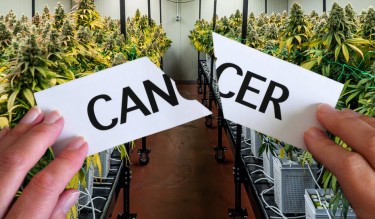 hemp for fighting cancer