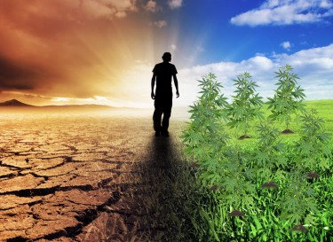 hemp for climate change