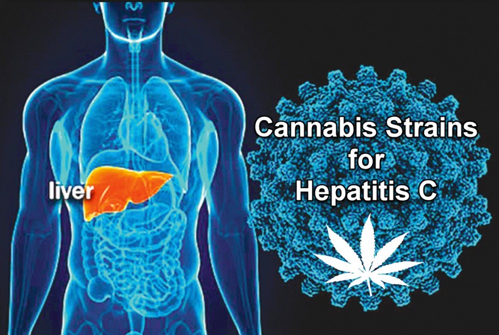 HEP C CANNABIS STRAINS