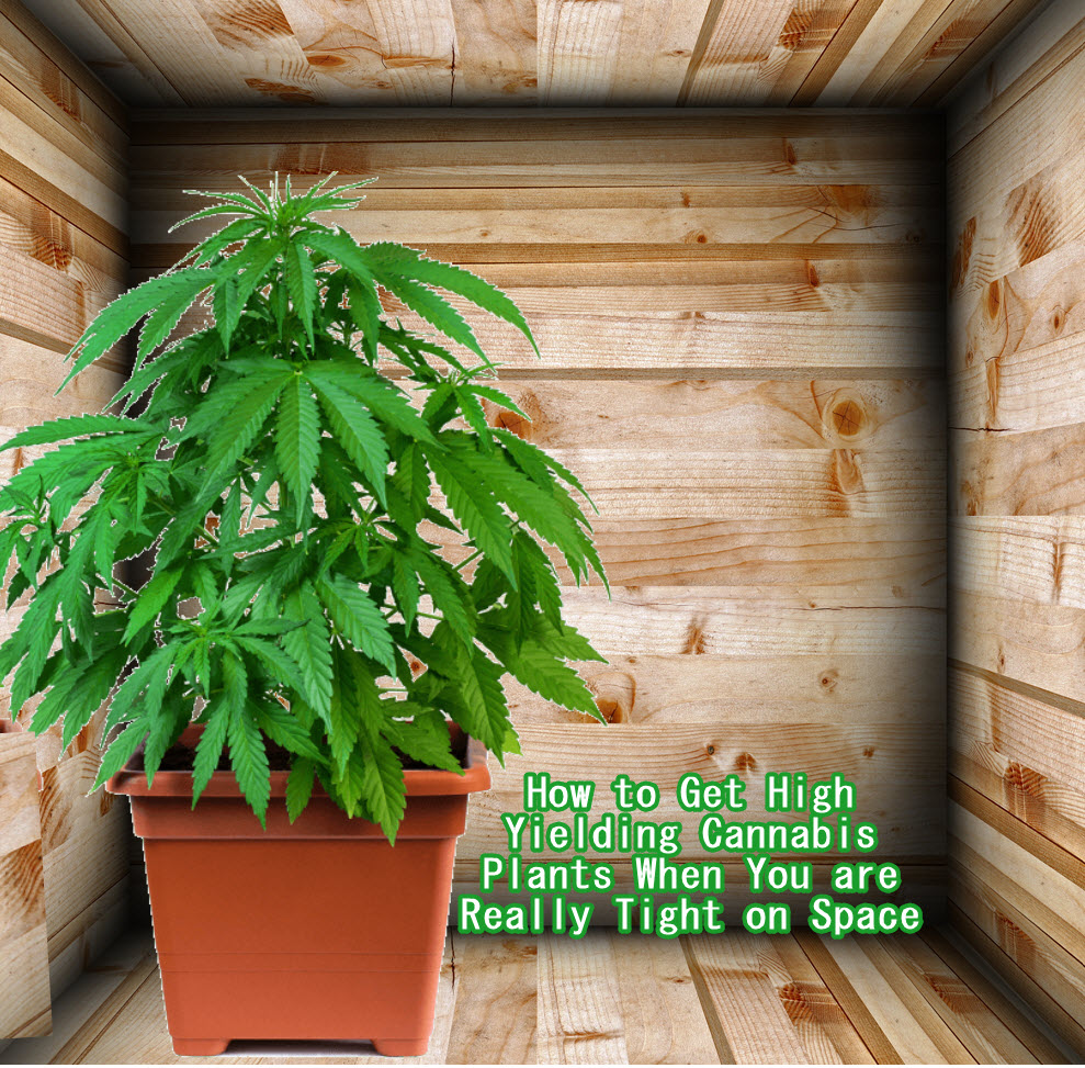 HOW DO YOU GROW MARIJUANA PLANTS IN A CLOSET