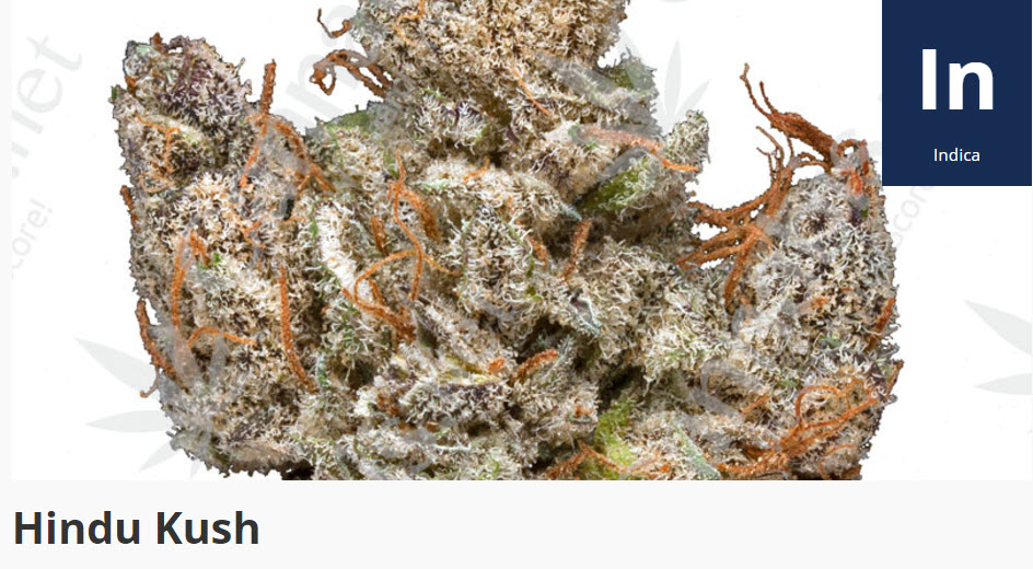 hindi kush strain