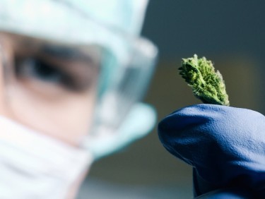 hop latent viroid pathogen in cannabis plants