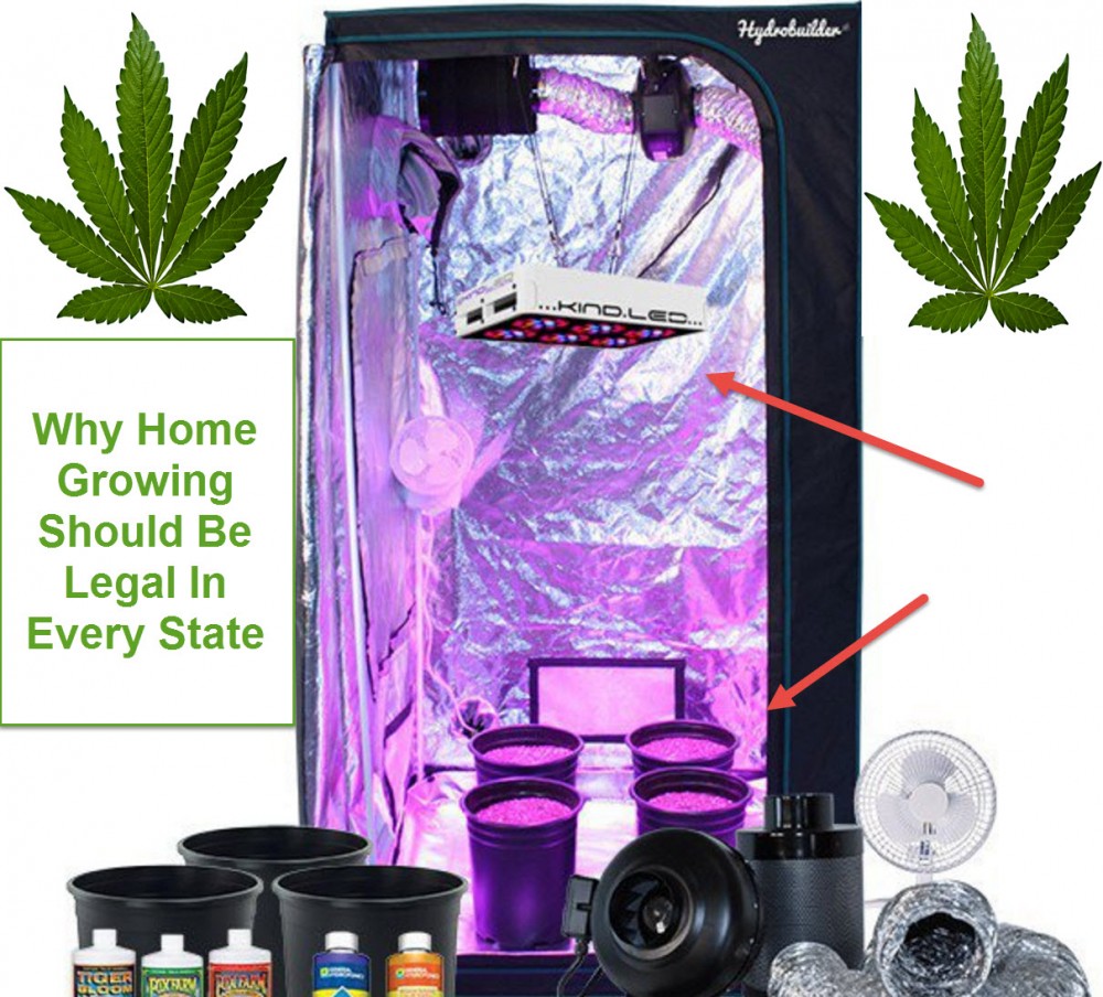 GROWING MARIJUANA IN YOUR HOUSE