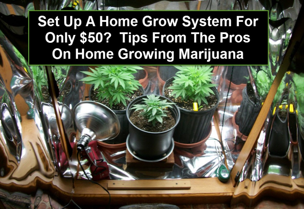 HOME GROWN MARIJUANA SYSTEM