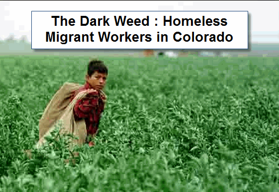 MIGRANT WEED WORKERS HOMELESS