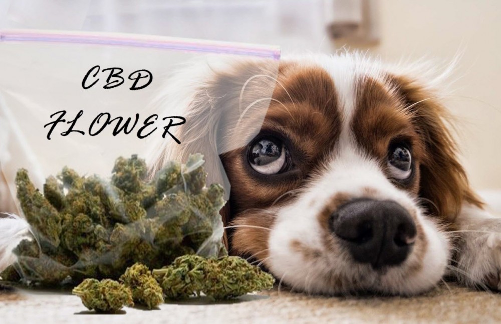 CBD FLOWER FOR DOG TREATS RECIPES