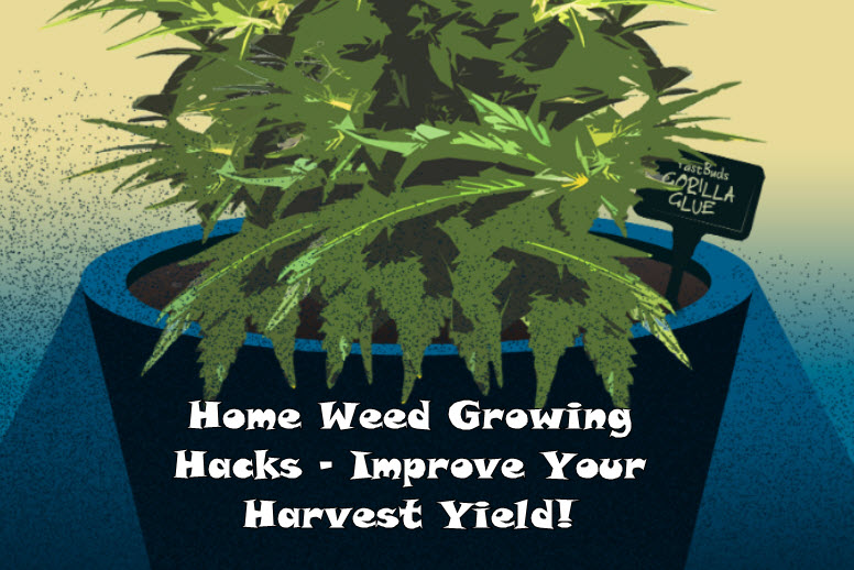 home grow cannabis hacks