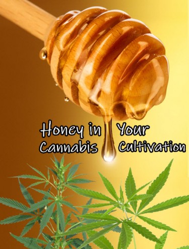 HONEY TO MARIJUANA PLANTS