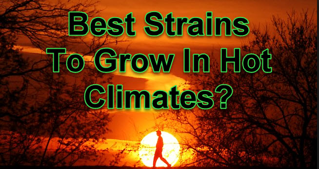 BEST STRAINS FOR HOT CLIMATES