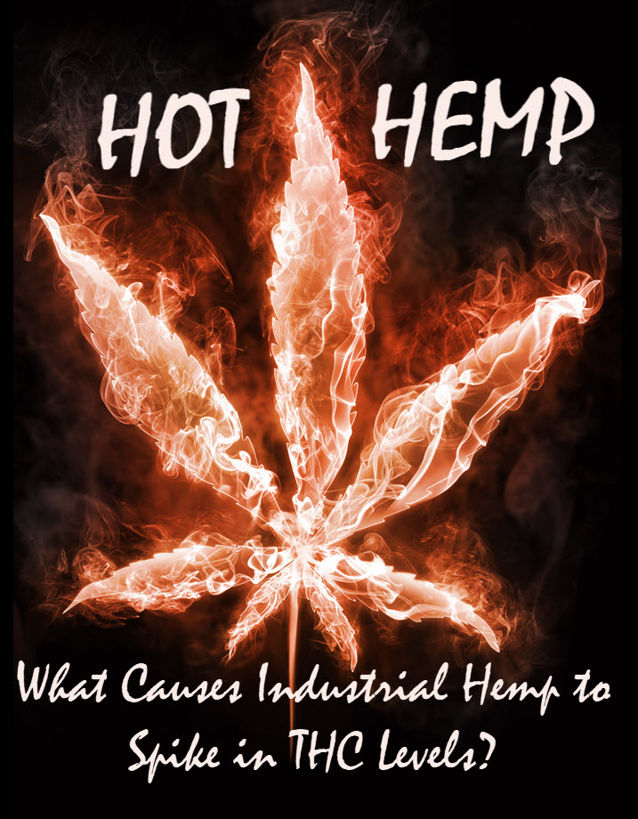 hot hemp industrial hemp spikes in thc